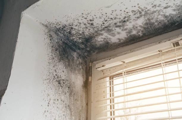 Affordable Mold Removal solutions in Highland Park, NJ